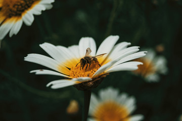 bee catching pollen from a white daisy, close up view