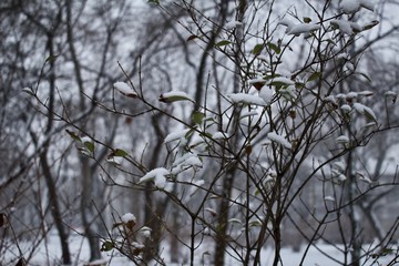 Winter Foliage