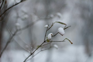 Winter Foliage