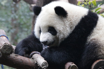 Sleepy Giant Panda on the Wood Structure, Chengdu Panda Base, China