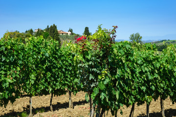 Fototapeta na wymiar winnice Toskanii, Włochy