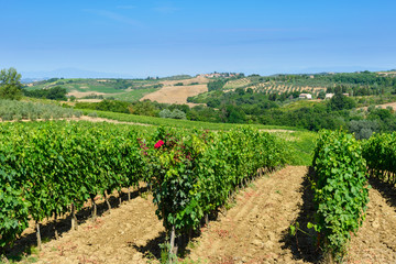 Fototapeta na wymiar winnice Toskanii, Włochy