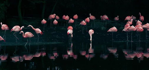 Foto op Plexiglas flamingo © eric