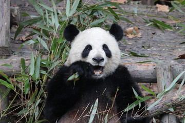 Cute Fluffy Giant Panda, China