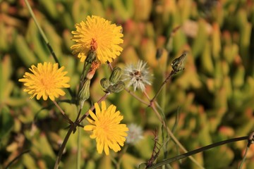 Beautiful and colorful Taraxacum Officinale flower