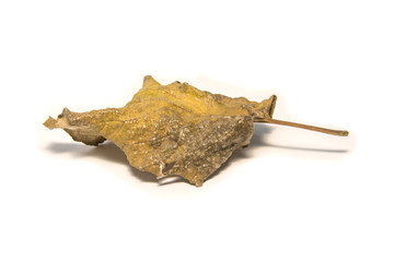 Fototapeta premium Dried bay leaf on white background. The leaf tree on white background.
