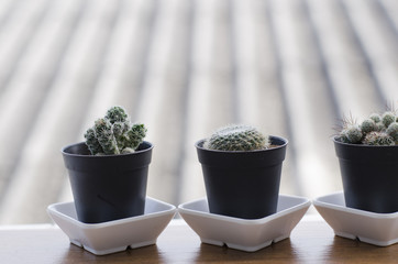 cactus and gardev decorate
