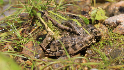The green frog hid in the grass on the river bank.