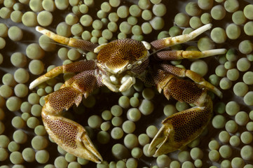 Porcelain crab (Neopetrolisthes ohshimai) in its anemone. Macro shot taken in Malapascua island, Cebu Philippines