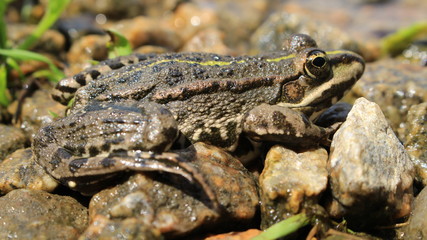 Frog pressed to the ground and ready to jump