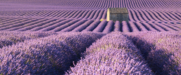 Panoramic view of lavender fields in Valensole with stone house in Summer. Alpes de Haute Provence, PACA Region, France