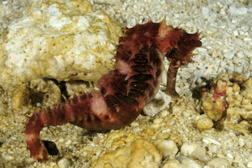 Obraz na płótnie Canvas Hedgehog seahorse (hippocampus spinosissimus) macro photo taken in Malapascua island, Cebu Philippines