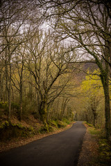 A road through a dark forest