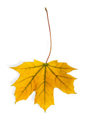 Dry maple leaf isolated on white
