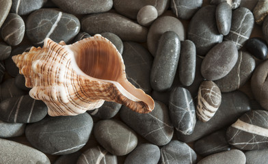 shell with sea pebble stones on wet beach