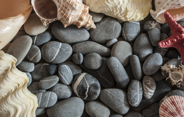 shell with sea pebble stones on wet beach