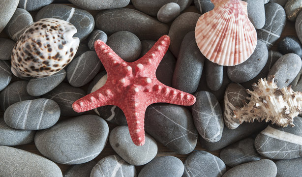 shell with sea pebble stones on wet beach