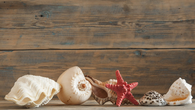 Sea shells on rustic wooden table