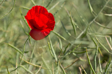 Closeup of a beautiful red poppy in a wheat field in the summer, Dobrogea,Romania
