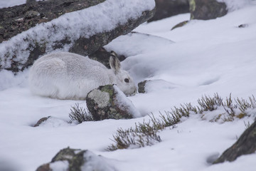 Obraz na płótnie Canvas mountain hare, Lepus timidus, wild in group and running on snow in winter, february in the cairngorms national park, scotland