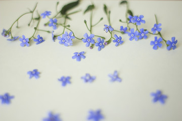 blue wildflowers
