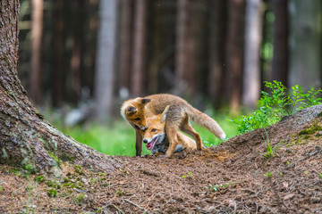 Red fox in the woods(Vulpes vulpes)	