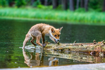 Naklejka na ściany i meble Red fox in the woods(Vulpes vulpes) 