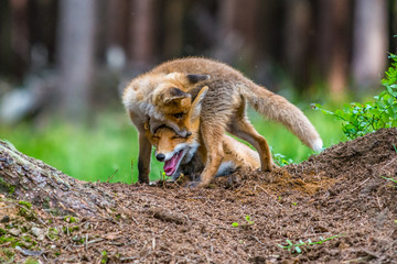 Red fox in the woods(Vulpes vulpes)	
