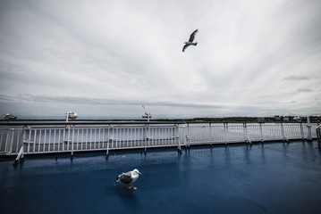 Seagull on the sea ferry in the port