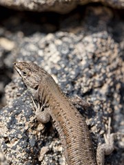 lizard Gallotia galloti