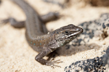 lizard Gallotia galloti