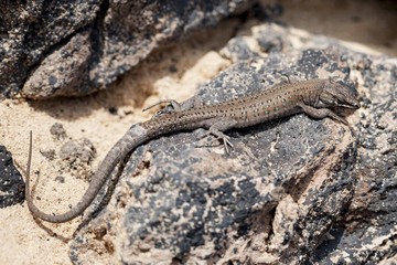 lizard Gallotia galloti