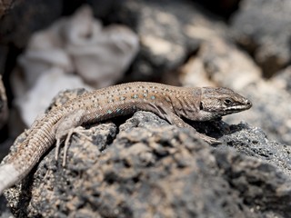 lizard Gallotia galloti