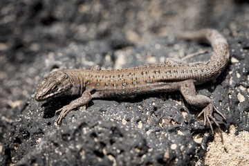 lizard Gallotia galloti