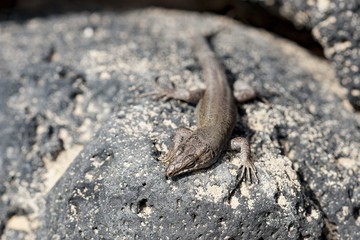 lizard Gallotia galloti