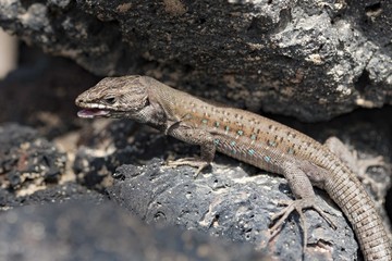 lizard Gallotia galloti