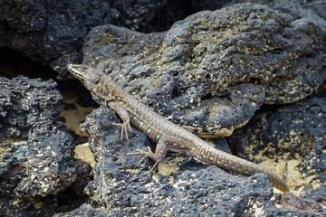 lizard Gallotia galloti