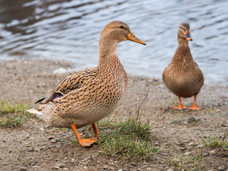 Mallard females standing on the shore of the pond