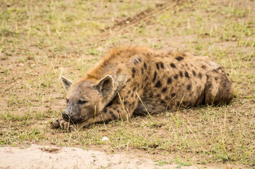 Hyena lying in the savannah countryside of Amboseli Park in Kenya