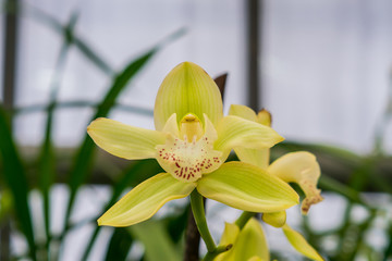 yellow exotic orchid flower closeup