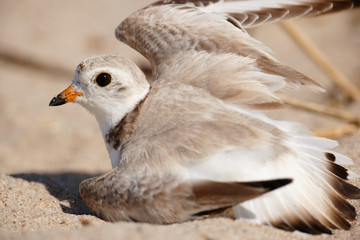 Piing Plover