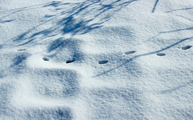 Cat tracks in the snow landscape
