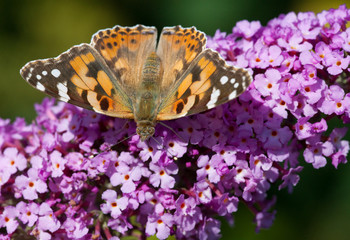 Painted Lady, Butterfly