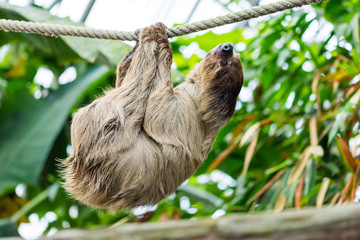 Slow folivora bear sloth on the liana with the leafs in background © Martin