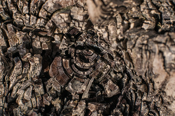 Wood texture