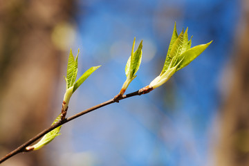 branch with spring leaves
