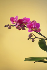 Sprig of orchids on a yellow background