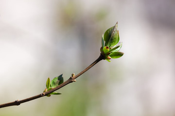 branch with spring buds