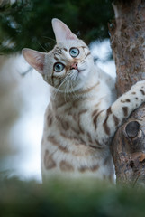 White Bengal on Tree