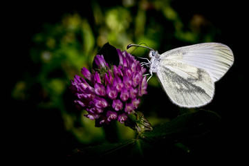 The purple in my white life